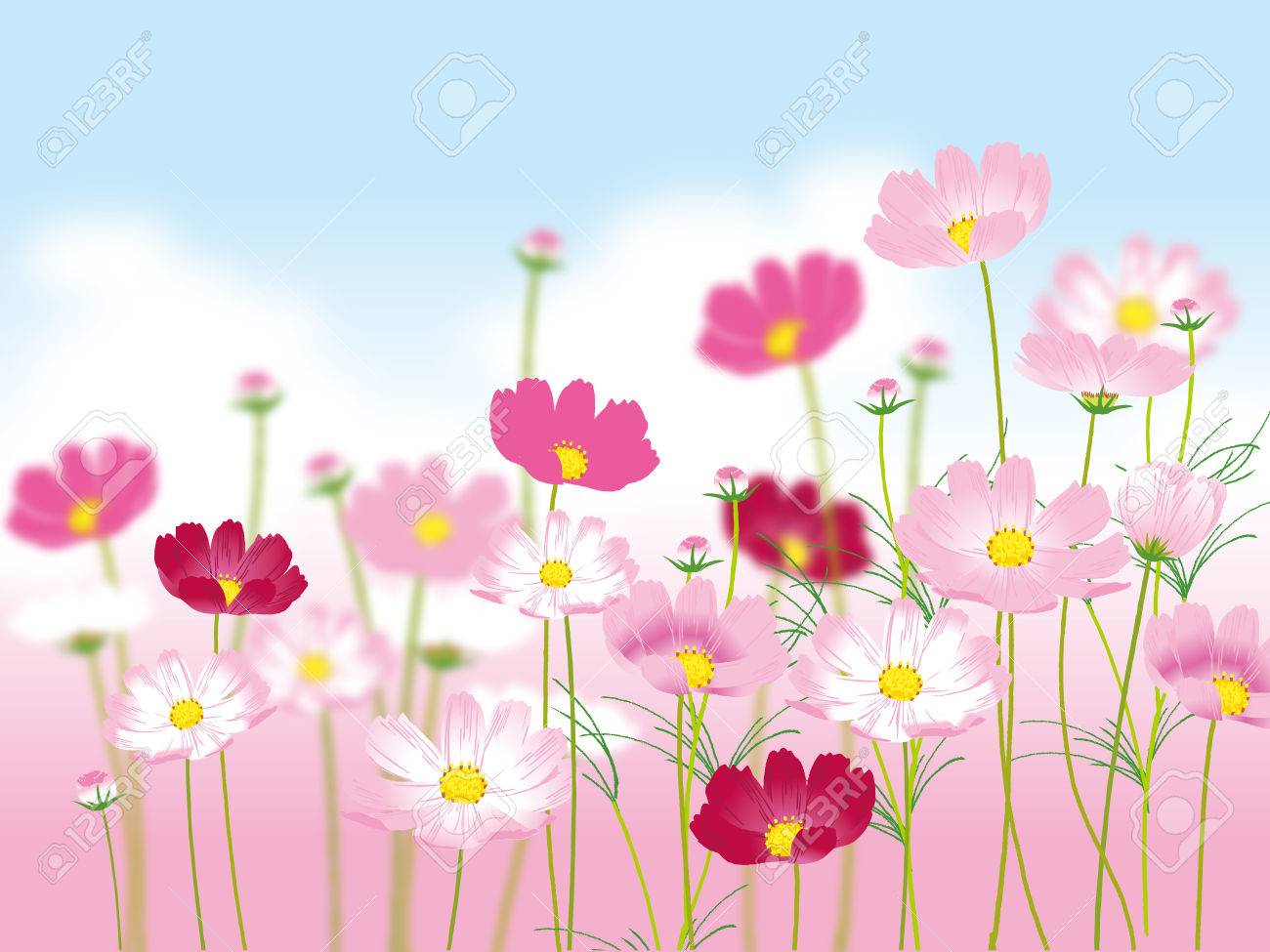 코스모스 로열티 무료 사진, 그림, 이미지 그리고 스톡포토그래피. Image 80381875