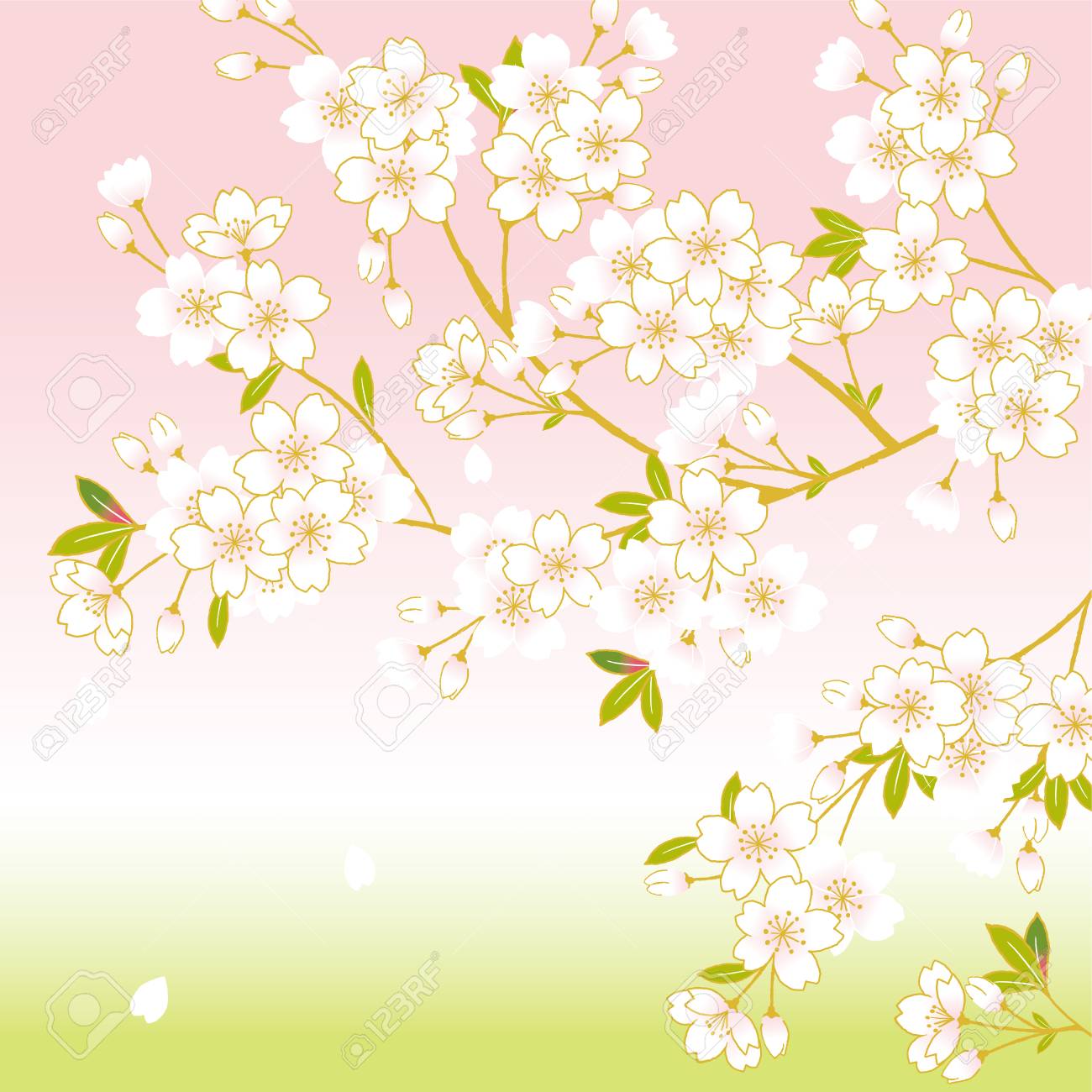 Pink Cherry Blossom Sakura Flowers With Its Branches A Beautiful