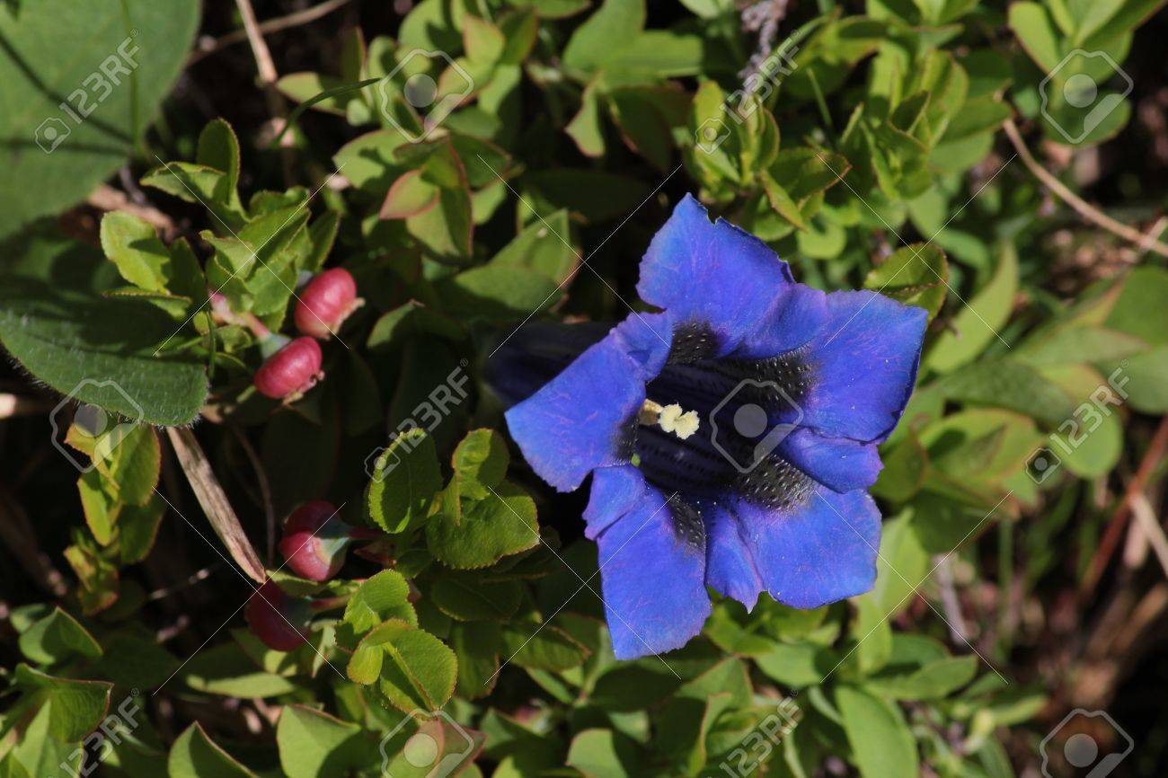 青いリンドウ スイス アルプスの野生の花 の写真素材 画像素材 Image