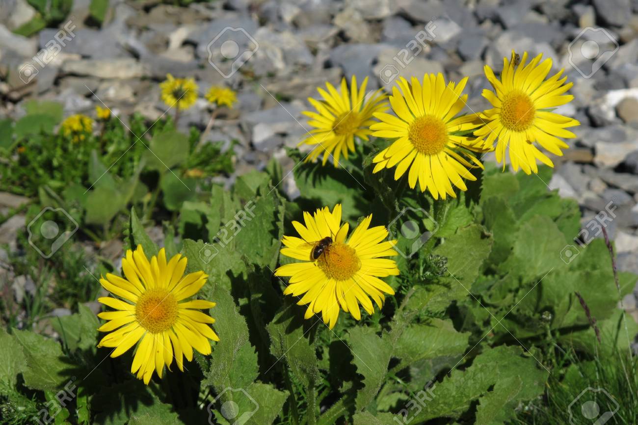 Leopards Fléau Fleurs Jaunes De Plus En Plus Dans Les Alpes