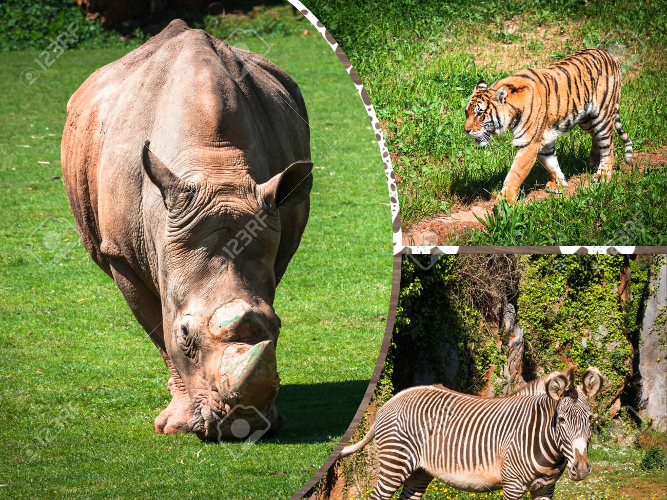 Wild african animals 31 Wild african animals 44
