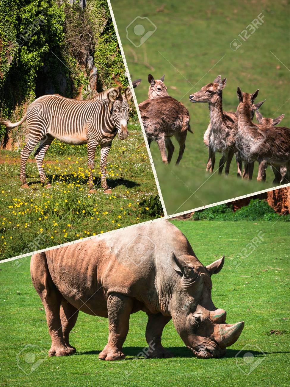 Wild african animals 92 Wild african animals 27