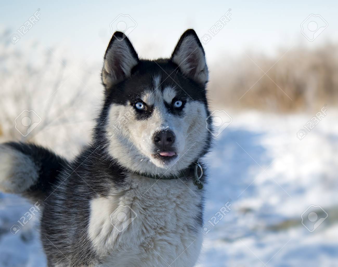 Siberian Husky Siberian Husky Is Walking On Winter Field Stock Photo Picture And Royalty Free Image Image 112932959