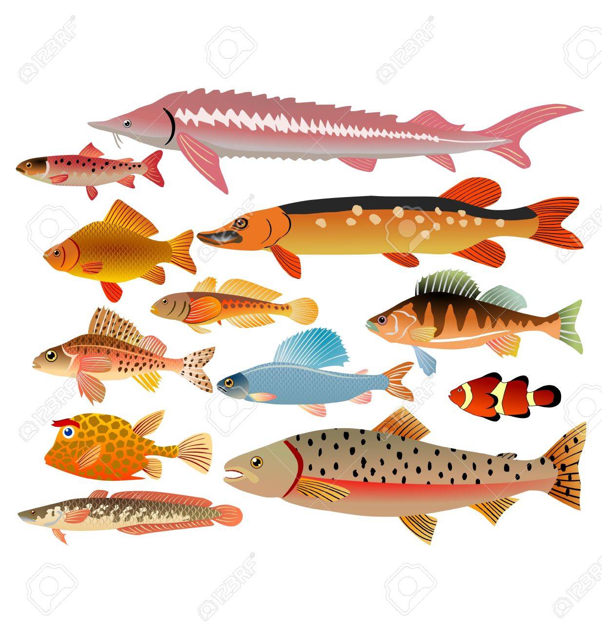 L Ensemble Des Poissons De Mer Et La Riviere Clip Art Libres De Droits Vecteurs Et Illustration Image L Ensemble Des Poissons De Mer Et La Riviere Clip Art Libres De Droits Vecteurs Et Illustration Image