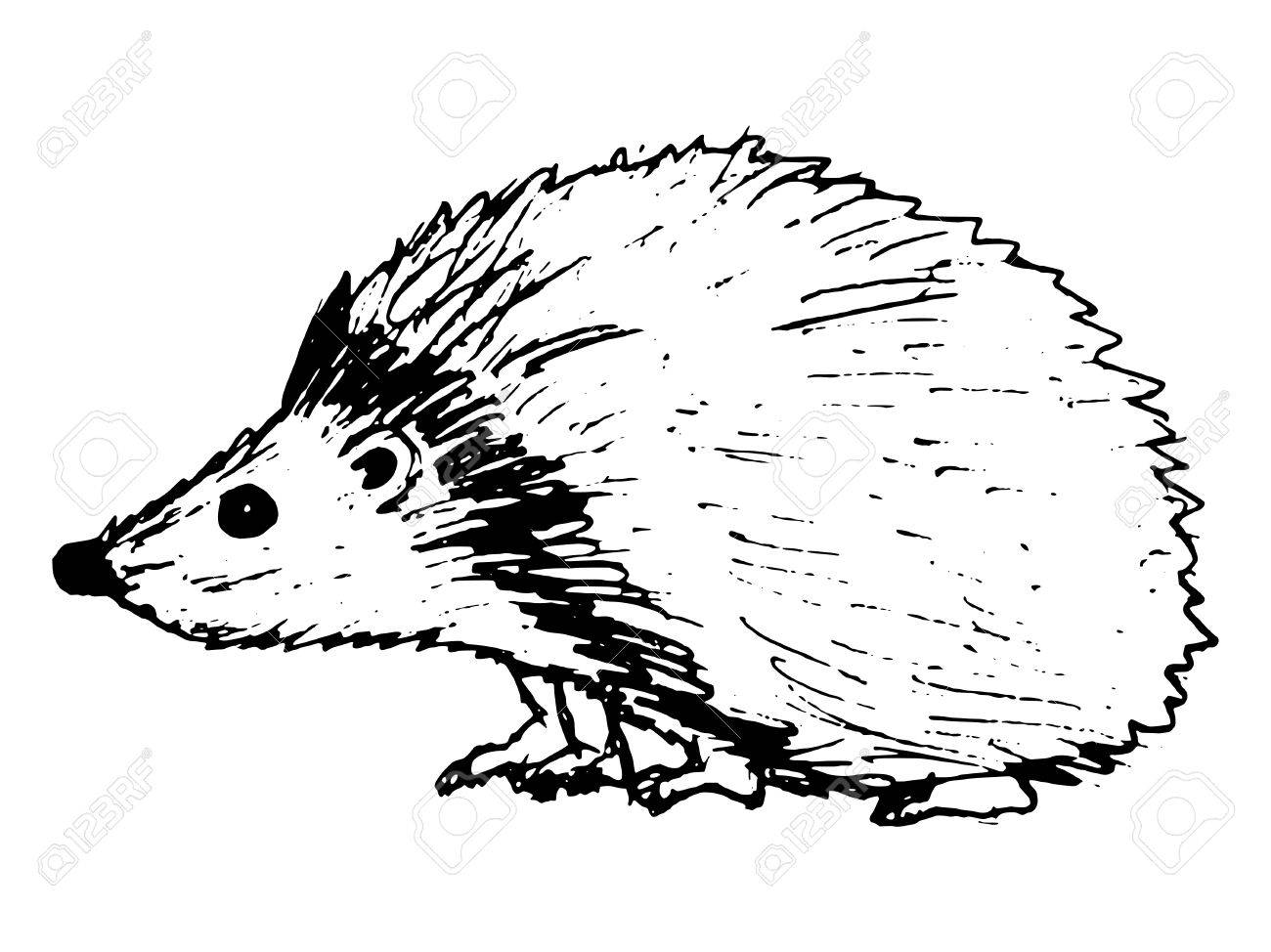 Hand Drawn Sketch Vector Illustration Of Hedgehog Royalty Free Cliparts Vectors And Stock Illustration Image