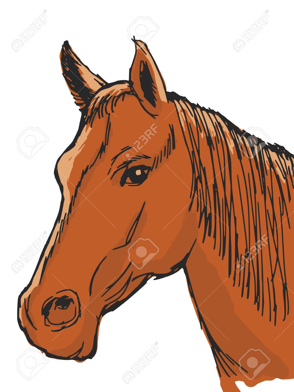 Download Cartoon Picture Of A Horse Head Images