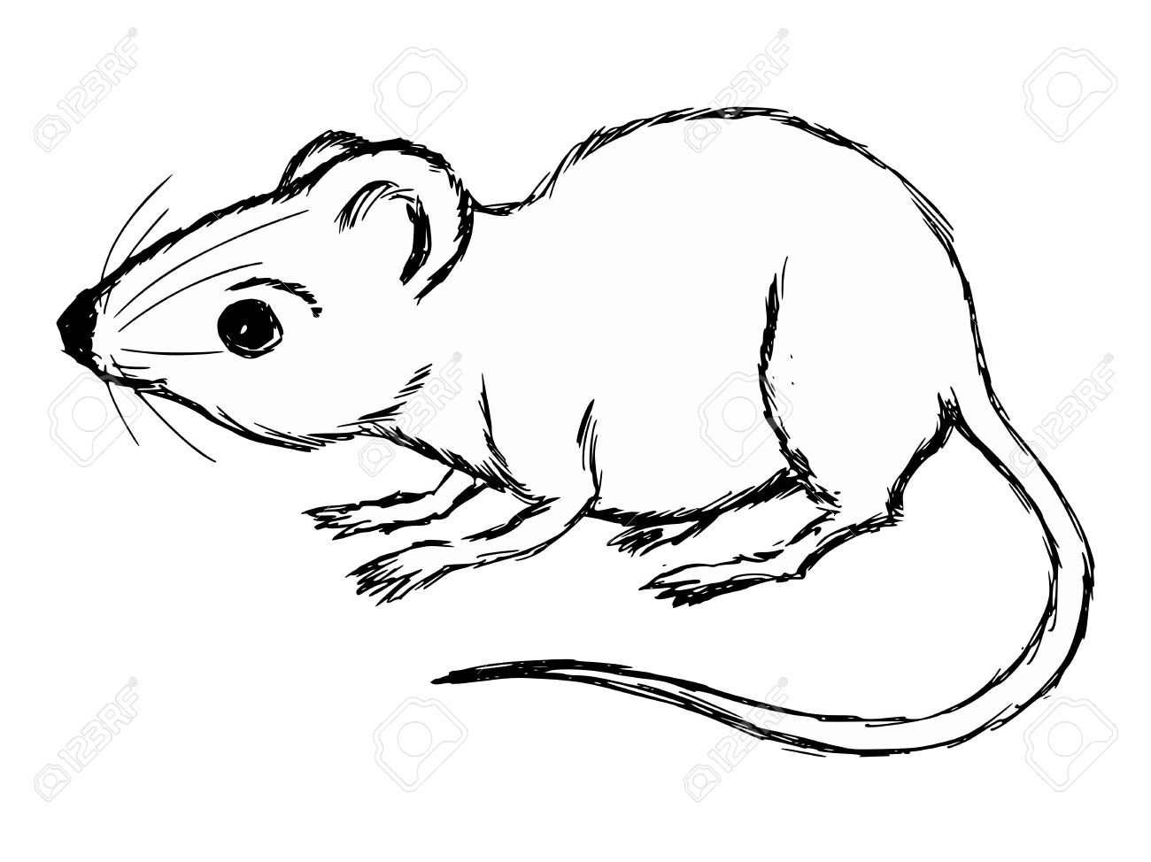 手描き 漫画家のマウスのスケッチ図 のイラスト素材 ベクタ Image