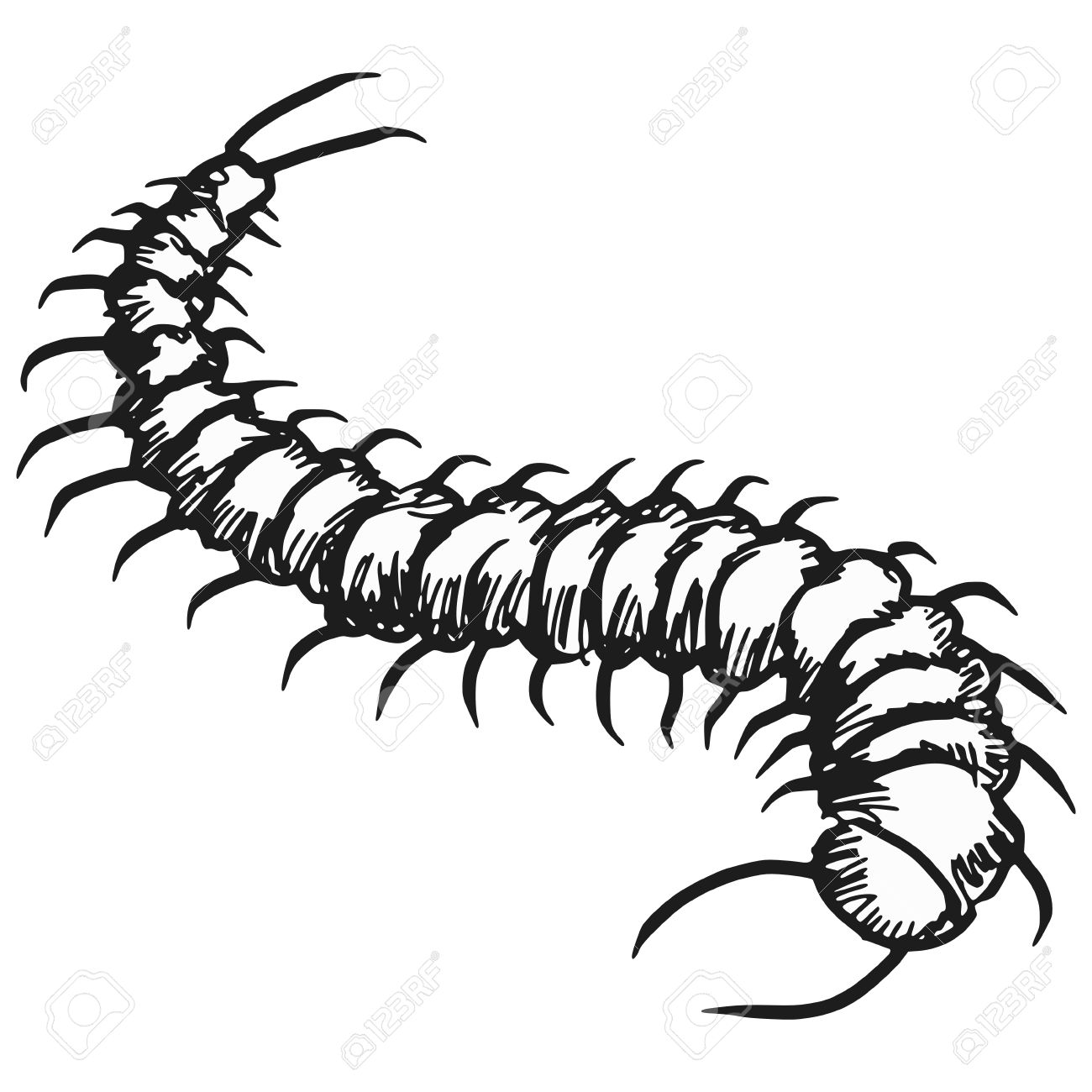 スケッチ ムカデのイラストを落書き のイラスト素材 ベクタ Image