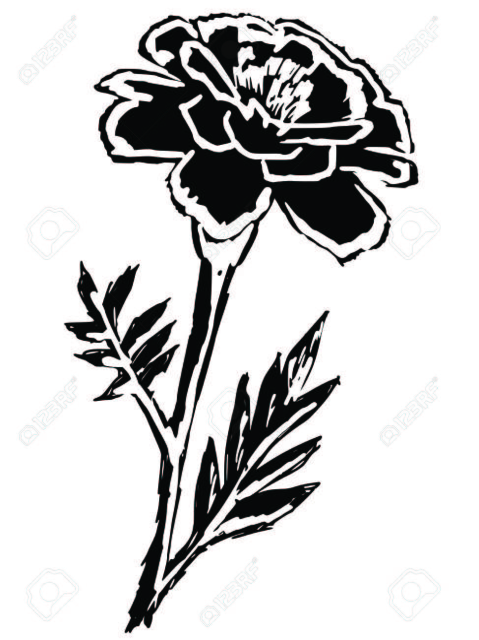マリーゴールドの黒いシルエット のイラスト素材 ベクタ Image