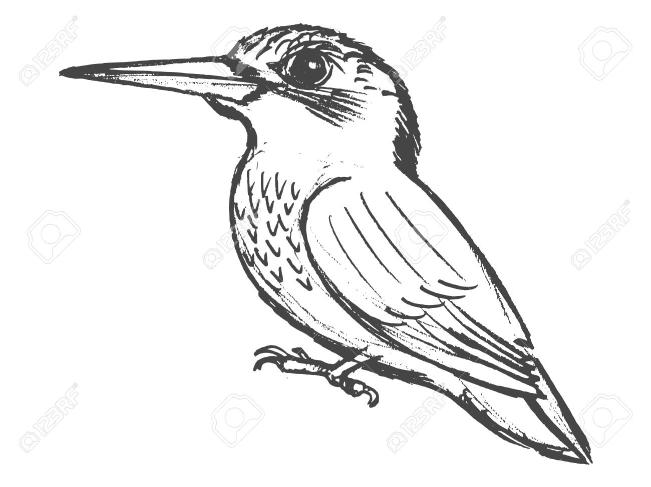 ベクトル スケッチ カワセミの描き下ろしイラストを手のイラスト素材 ベクタ Image