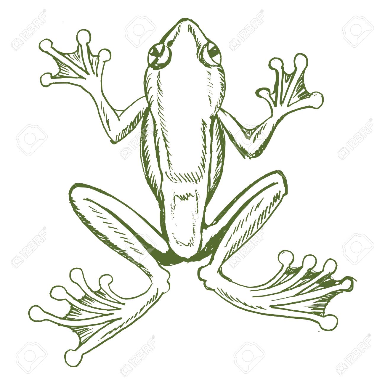 スケッチは ツリーのカエルの描き下ろしイラストを手します のイラスト素材 ベクタ Image