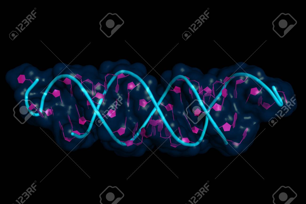 small interfering RNA bound to a messenger RNA, cartoon model with semi-transparent surface. siRNAs are synthetic RNA interference tools used for inducing temporary reduction of mRNA expression. - 116247198 small interfering RNA bound to a messenger RNA, cartoon model with semi-transparent surface. siRNAs are synthetic RNA interference tools used for inducing temporary reduction of mRNA expression. - 116247198