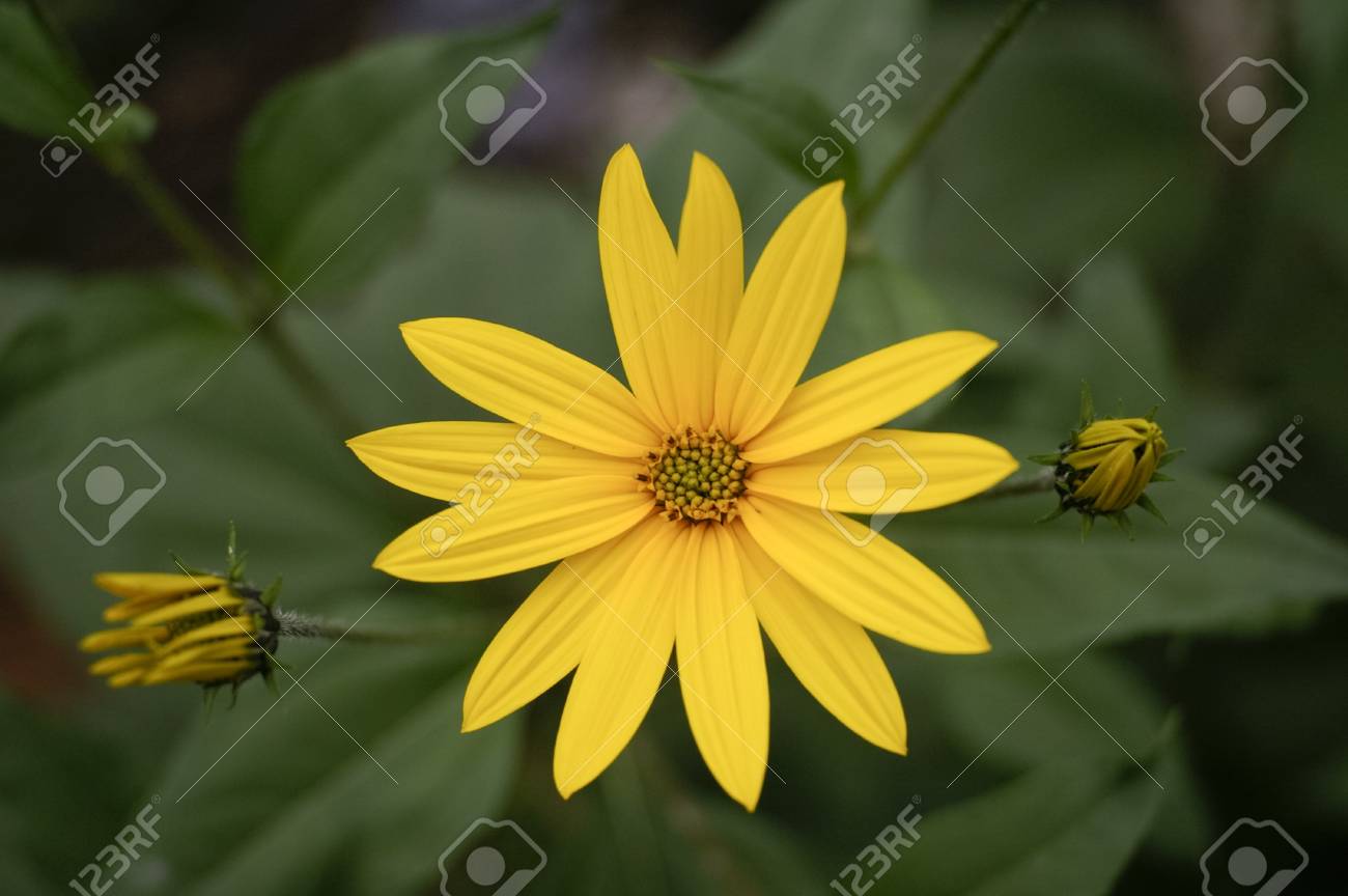 etiam-dictum-ipsum-a-felis