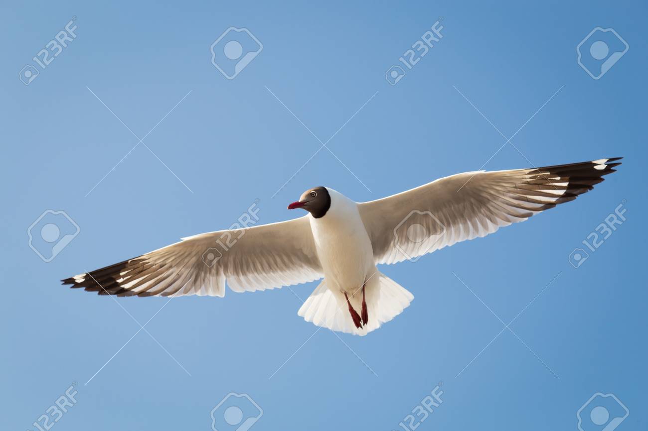 A Gaivota Voando Com O Vento No Ceu Azul Este Foco De Imagem E A Cabeca Enquanto Esta Voando Fotos Retratos Imagenes Y Fotografia De Archivo Libres De Derecho Image 65649323