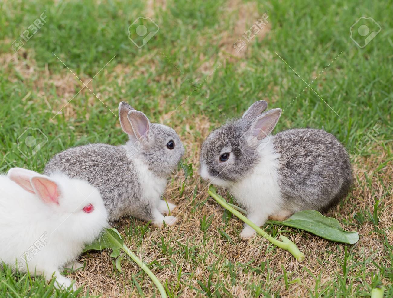 Kleine Kaninchen Hasen Spielen Auf Dem Grunen Gras Lizenzfreie Fotos Bilder Und Stock Fotografie Image