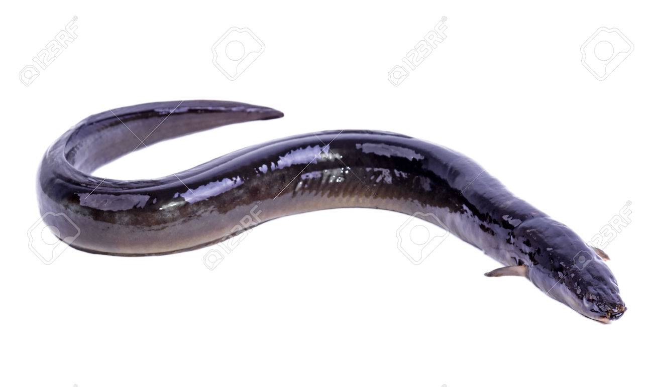 うなぎ魚の隔離された白い背景 の写真素材 画像素材 Image うなぎ魚の隔離された白い背景 の写真素材 画像素材 Image