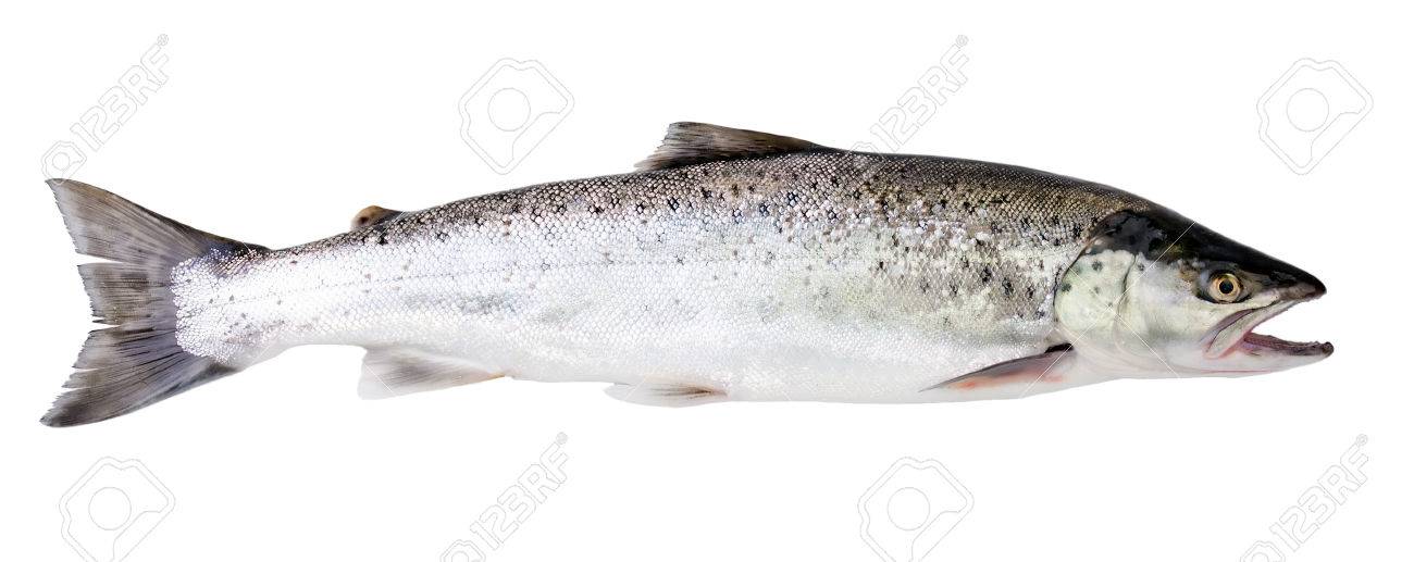 Sea trout fish isolated on white background - 39024006 Sea trout fish isolated on white background - 39024006