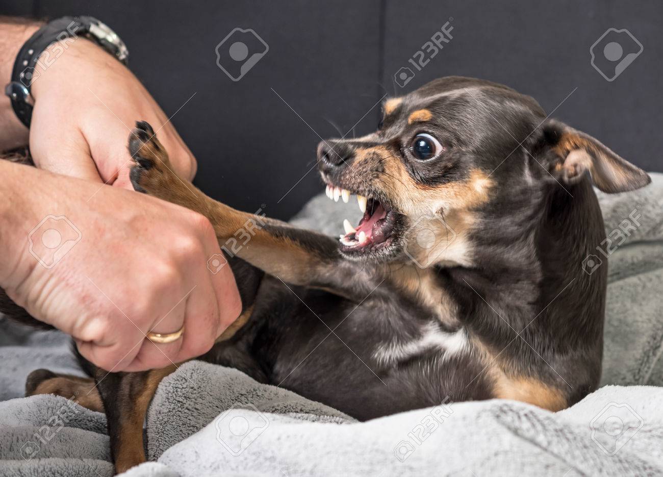 Small Dog Aggression Stock Photo Picture And Royalty Free Image Image 55925708