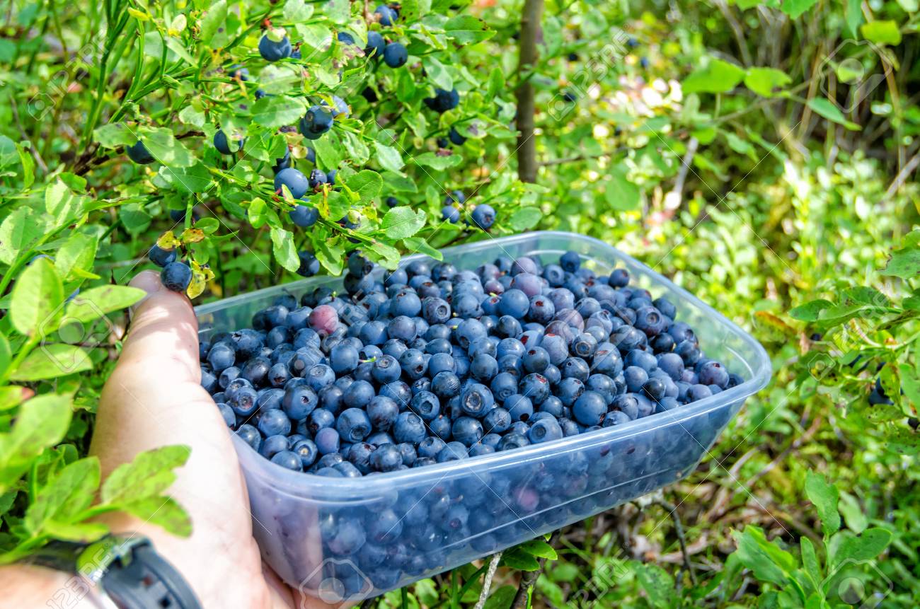 ブルーベリーの収穫時期 の写真素材 画像素材 Image