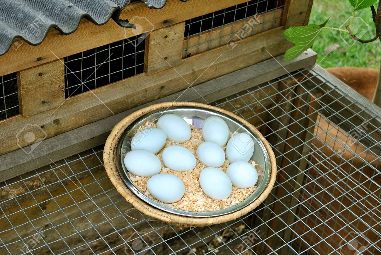 10 Free Backyard Chicken Coop Plans