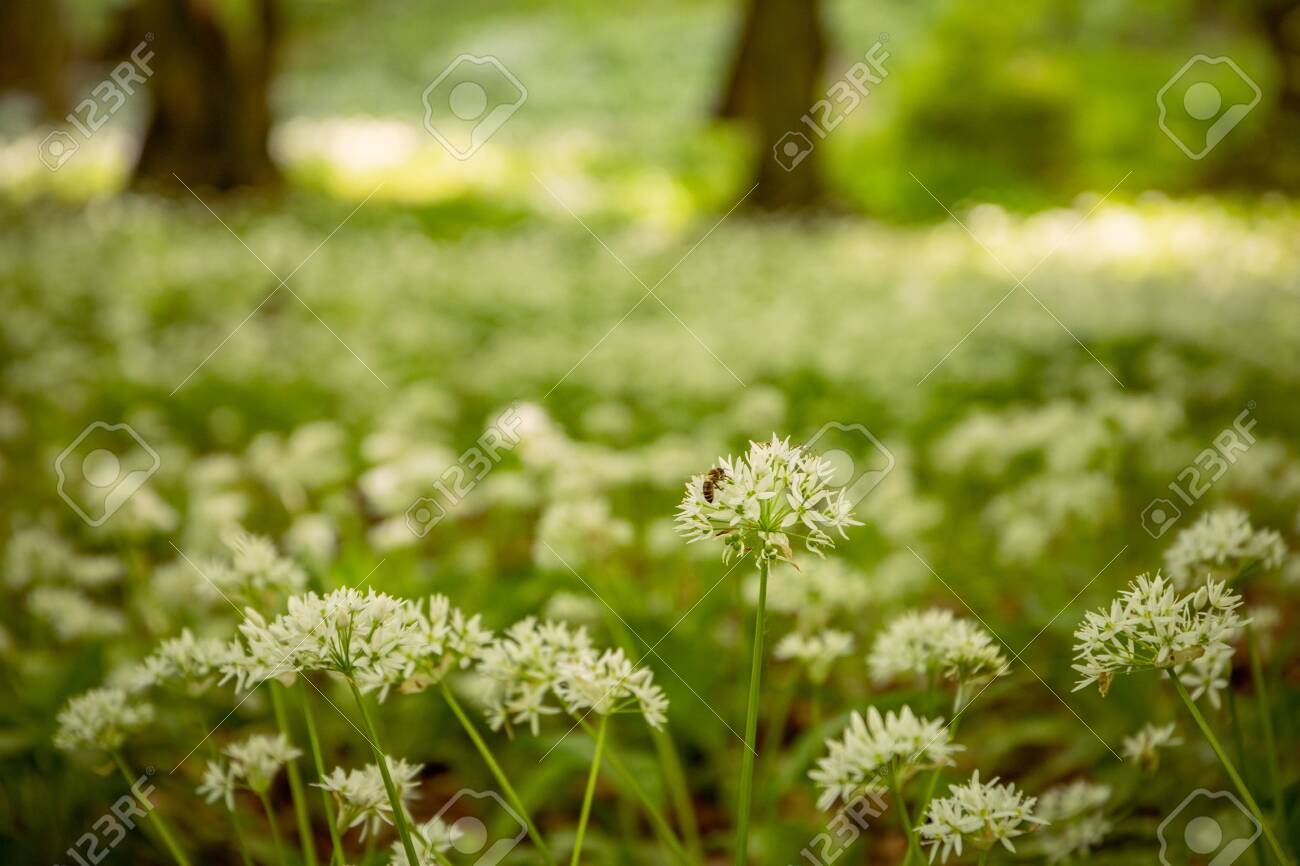 Ramsons Wild Garlic In A Forest During A Sunny Summer Day With Stock Photo Picture And Royalty Free Image Image