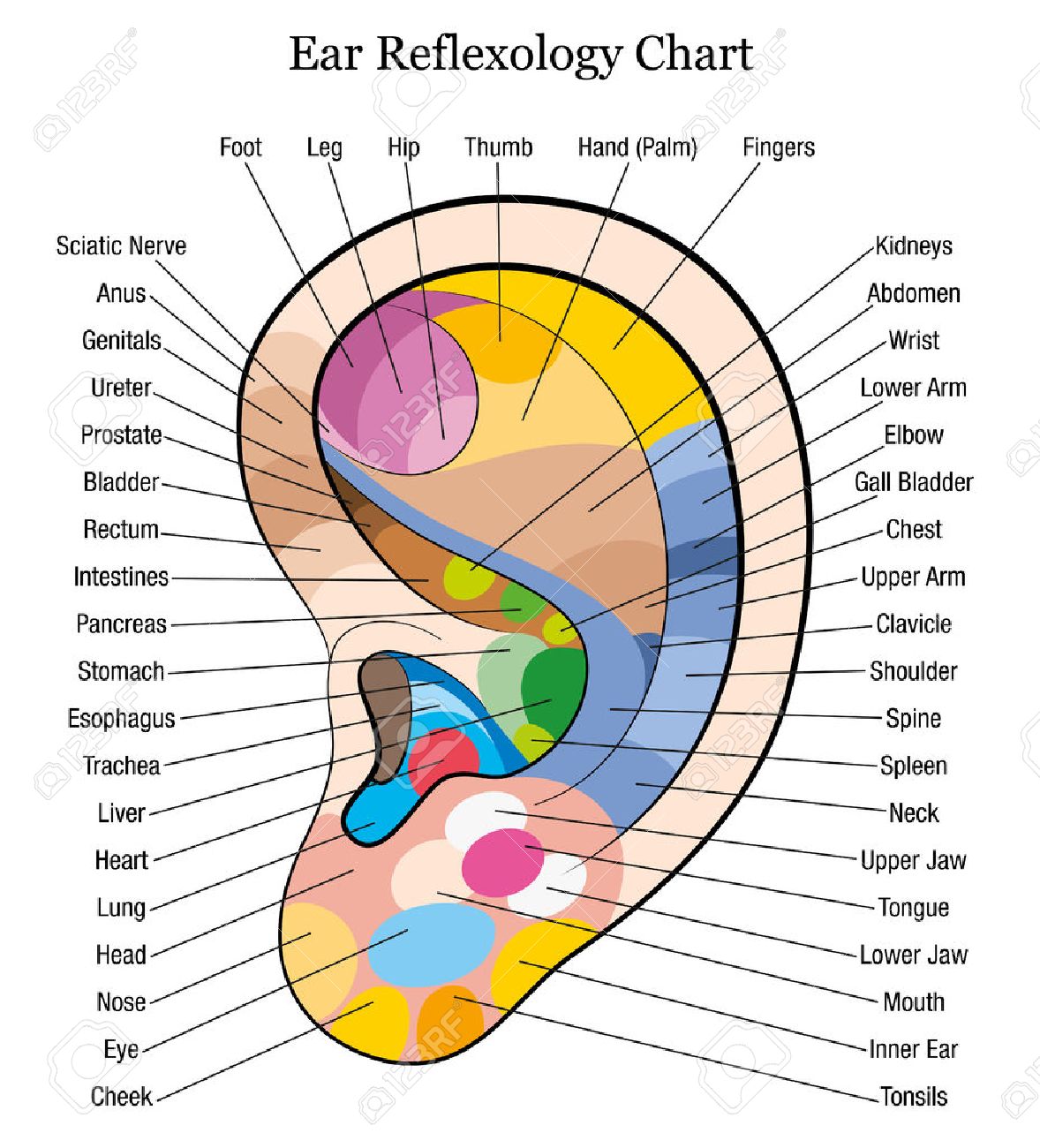 Ear Reflexology Chart With Accurate Description Of The 