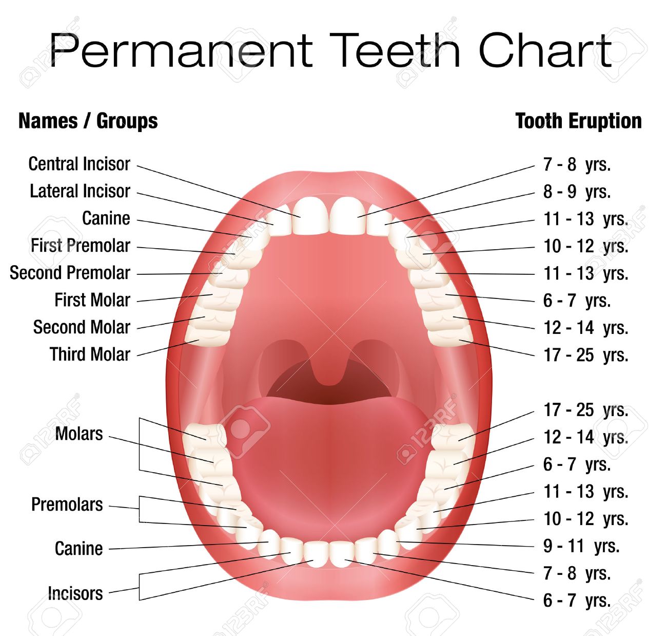 Permanent Teeth Chart