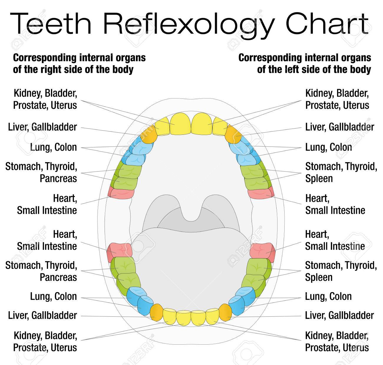 Tooth Chart Corresponding Organs