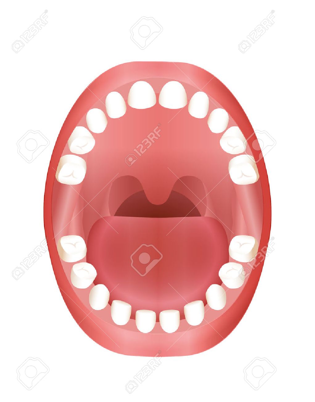 baby teeth growth chart