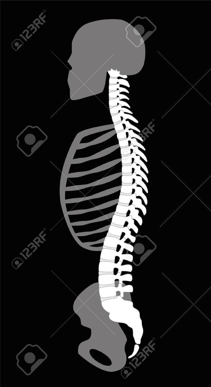背骨 頭蓋骨 肋骨と骨盤 側面図で上半身の骨格 黒の背景の図 のイラスト素材 ベクタ Image 背骨 頭蓋骨 肋骨と骨盤 側面図で上半身の骨格 黒の背景の図 のイラスト素材 ベクタ Image