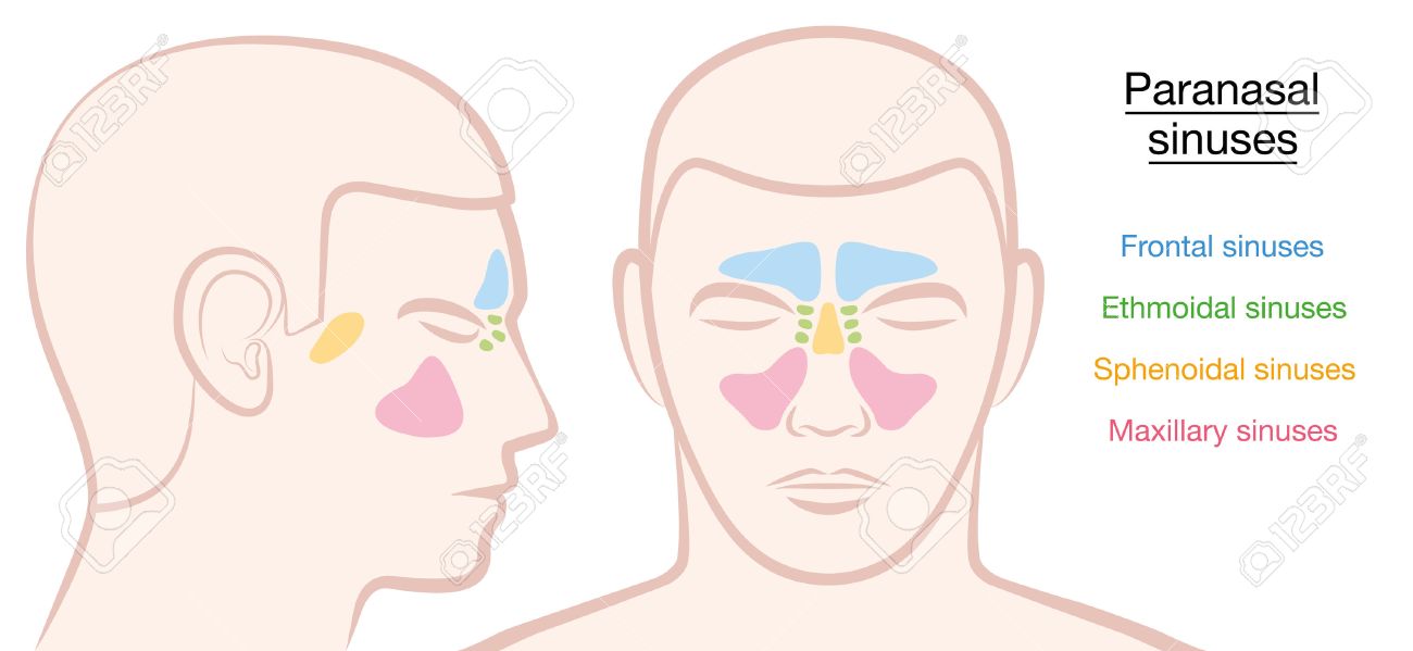 paranasal sinuses