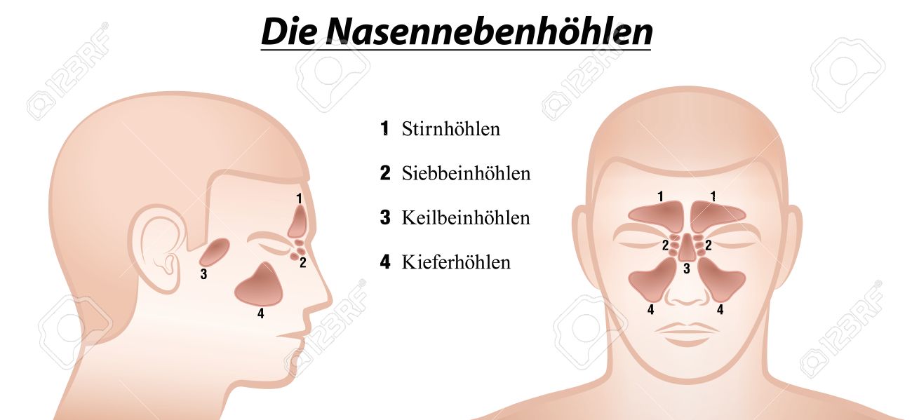 paranasal sinuses