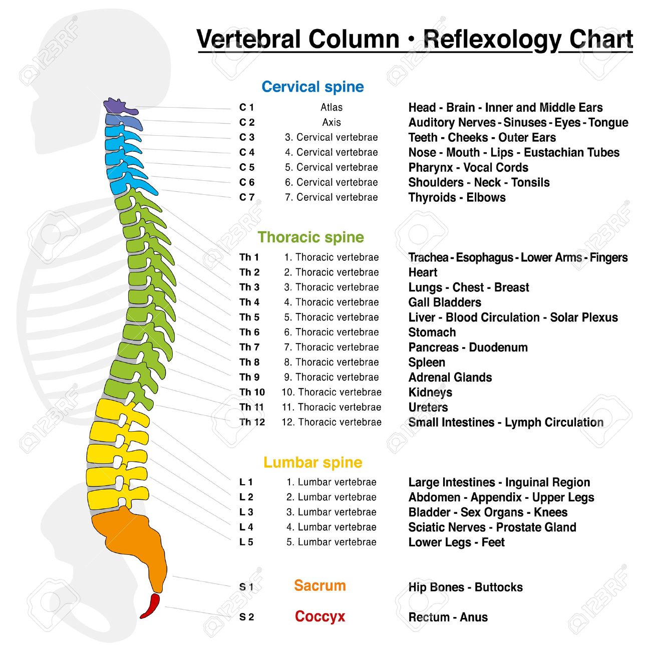 vertebral column reflexology chart with accurate description