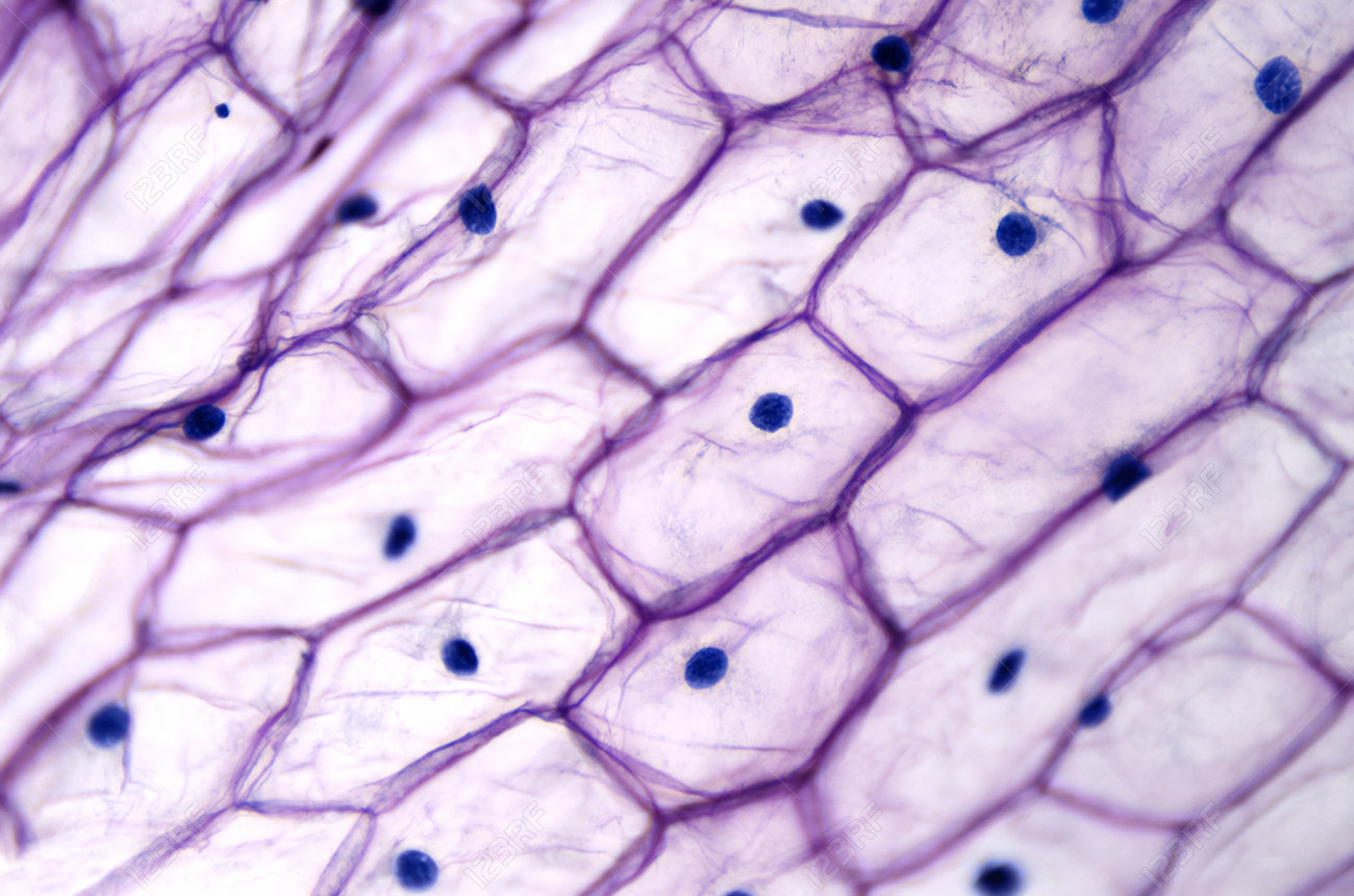 Piderme D Oignon Avec De Grandes Cellules Sous Microscope Optique Cellules Epidermiques Claires D Un Oignon Allium Cepa En Une Seule Couche Chaque Cellule Avec Paroi Membrane Cytoplasme Noyau Et Grande Vacuole Photo Banque Piderme D Oignon Avec De Grandes Cellules Sous Microscope Optique Cellules Epidermiques Claires D Un Oignon Allium Cepa En Une Seule Couche Chaque Cellule Avec Paroi Membrane Cytoplasme Noyau Et Grande Vacuole Photo Banque