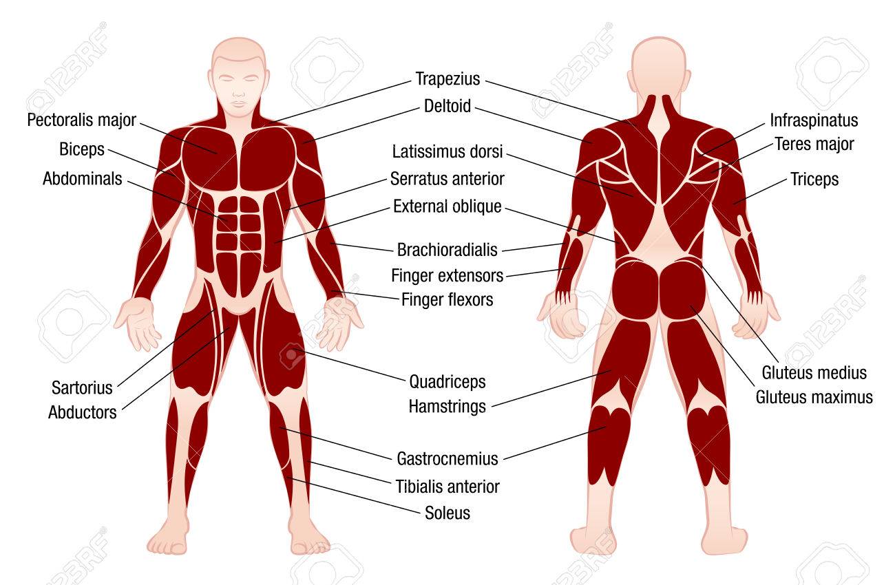 Muscle Chart With Accurate Description Of The Most Important Muscles Of The Human Body Front And Back View Isolated Vector Illustration On White Background Royalty Free Cliparts Vectors And Stock