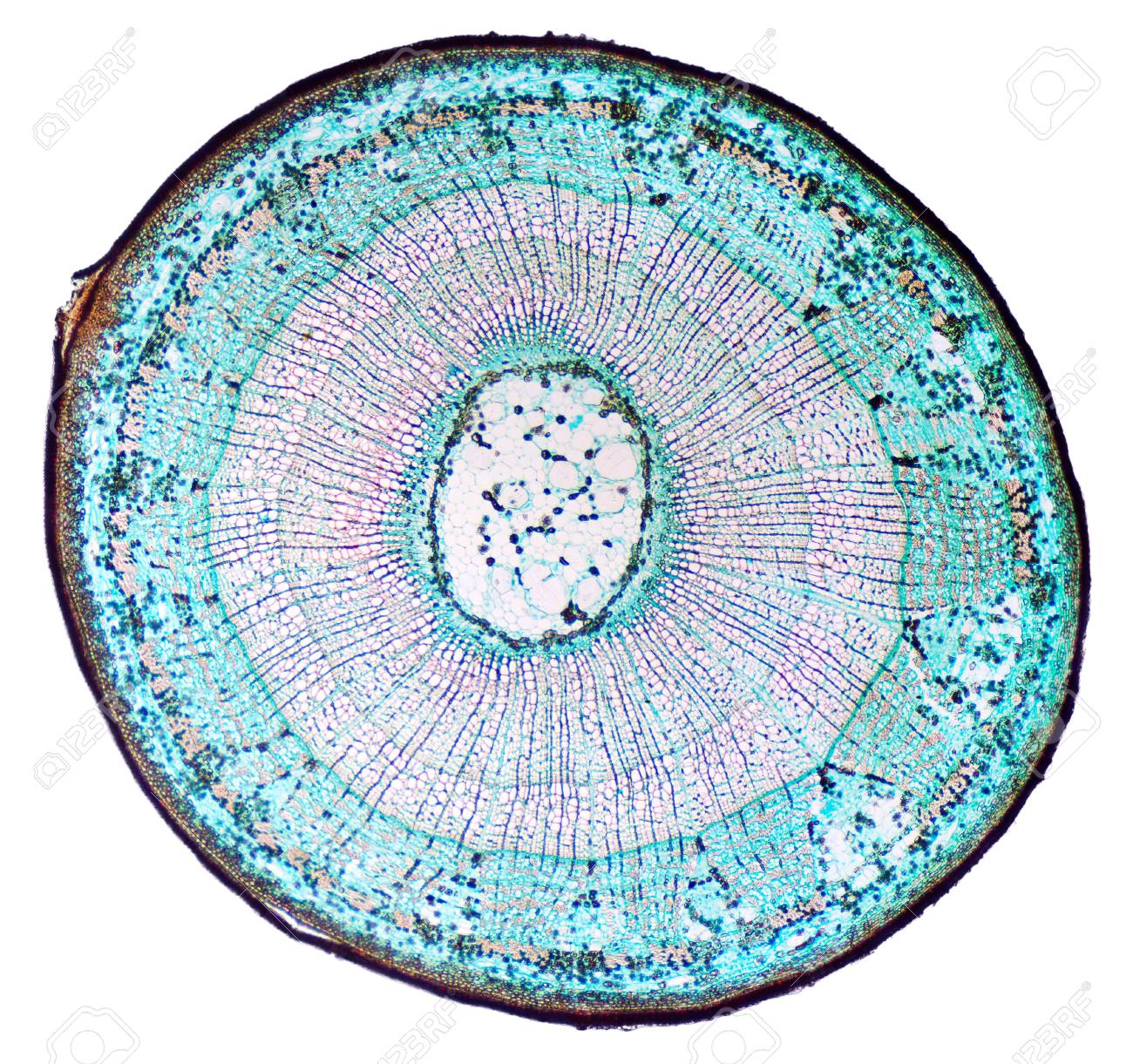 Basswood Stem Cross Section Light Microscope Slide With Microsection Stock Photo Picture And Royalty Free Image Image 82011029