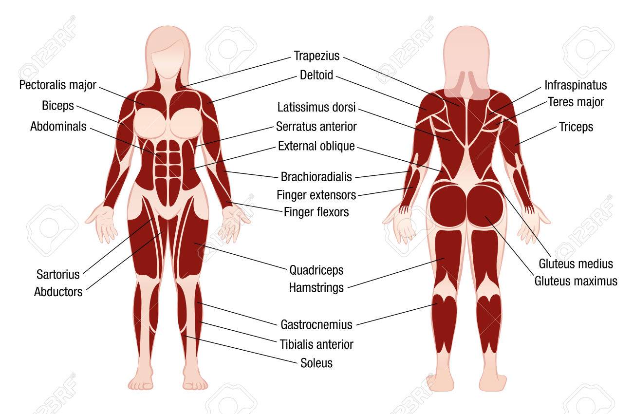 Female Human Anatomy Chart