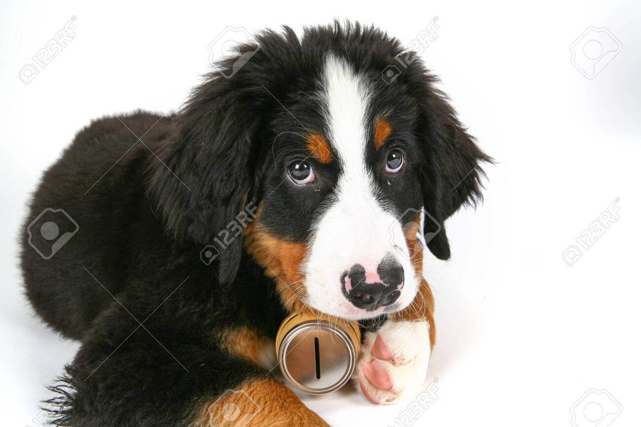 Rescue Dog With Whiskey Barrel Swiss Rescue Dog Stock Photo Picture And Royalty Free Image Image 136966766