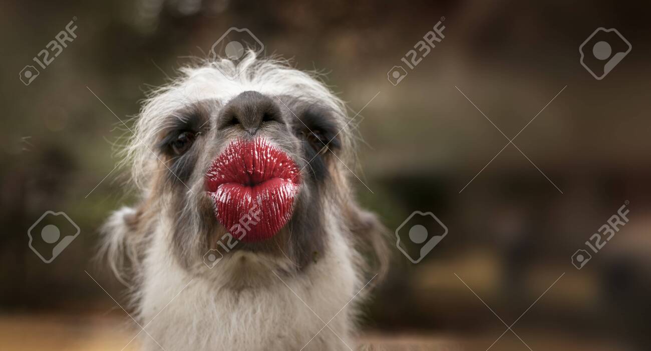 Funny Thank You Kiss Card With A Lama Giving A Kiss Stock Photo, Picture And Royalty Free Image. Image 140514691. Funny Thank You Kiss Card With A Lama Giving A Kiss Stock Photo, Picture And Royalty Free Image. Image 140514691.