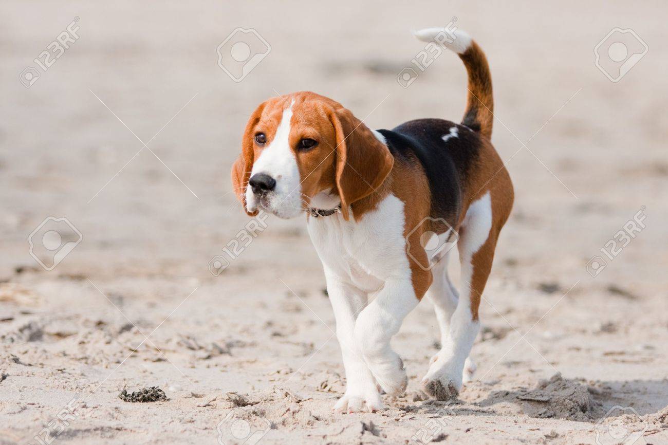 小さな犬は ビーグル犬の子犬は ビーチの上を歩いて の写真素材 画像素材 Image 小さな犬は ビーグル犬の子犬は ビーチの上を歩いて の写真素材 画像素材 Image