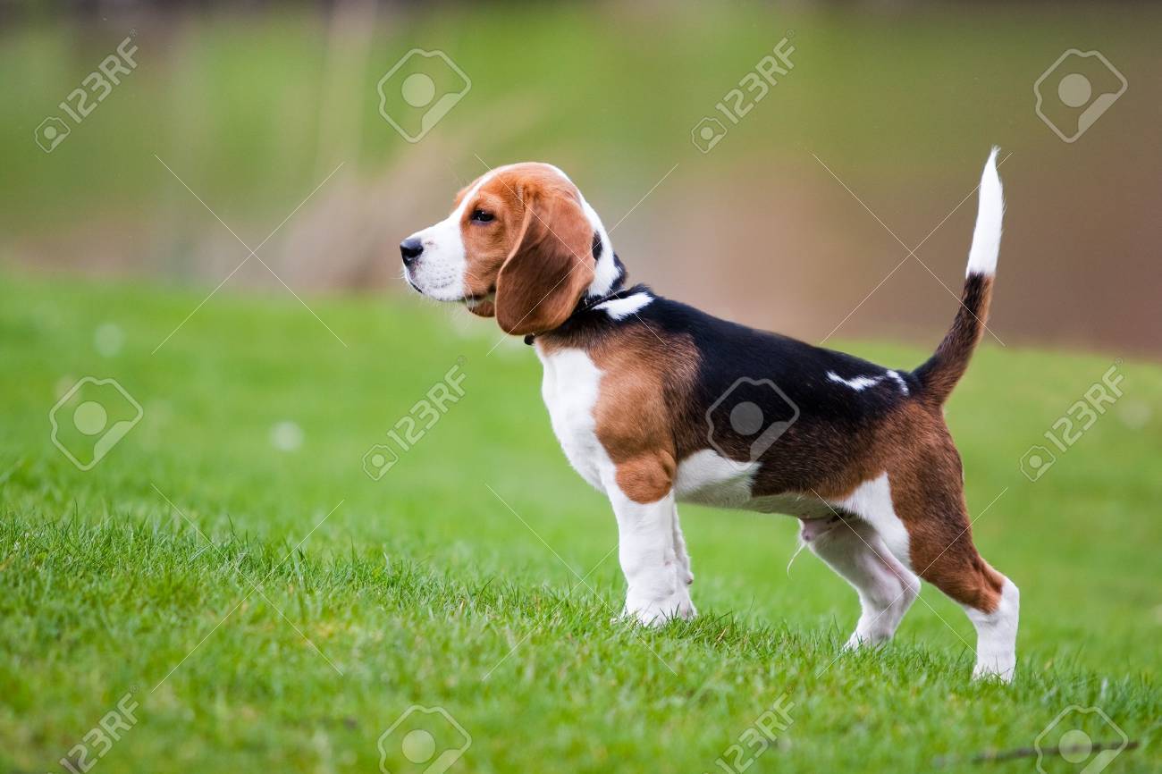 緑の草原の犬 ビーグル犬の子犬を歩く の写真素材 画像素材 Image 緑の草原の犬 ビーグル犬の子犬を歩く の写真素材 画像素材 Image