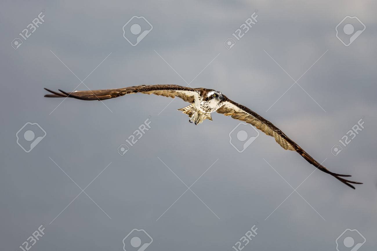 Osprey Sea Hawk Hunting On The Beach In Naples Florida