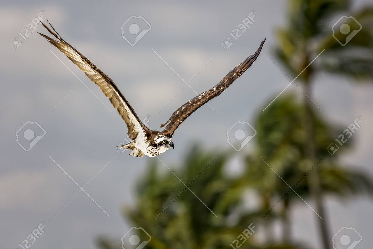 osprey sea hawk hunting