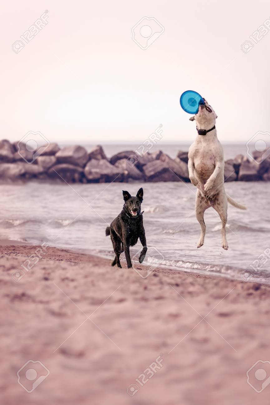 ミシガン湖の海岸でフリスビーで遊ぶ犬 の写真素材 画像素材 Image