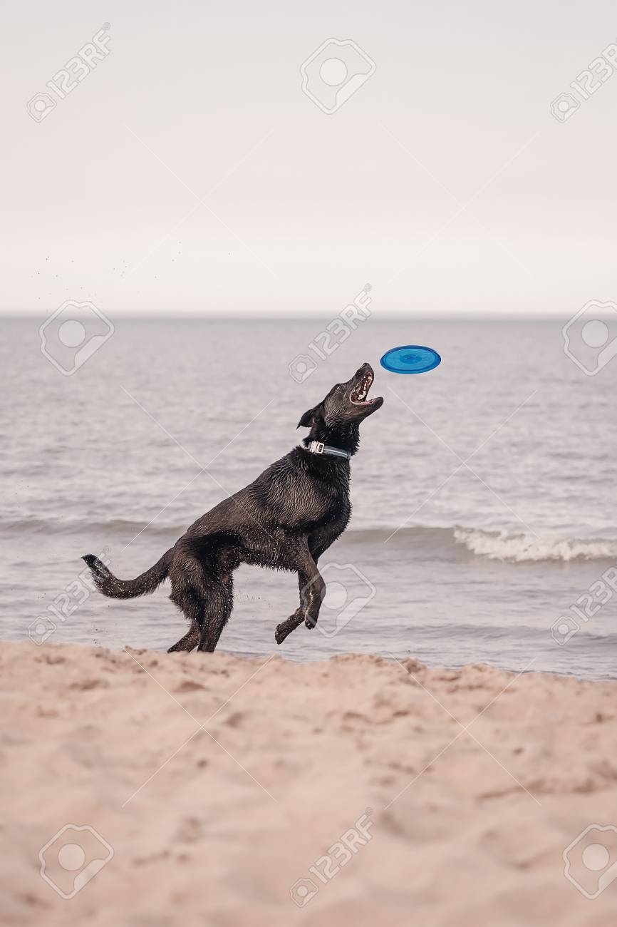 ミシガン湖の海岸でフリスビーで遊ぶ犬 の写真素材 画像素材 Image