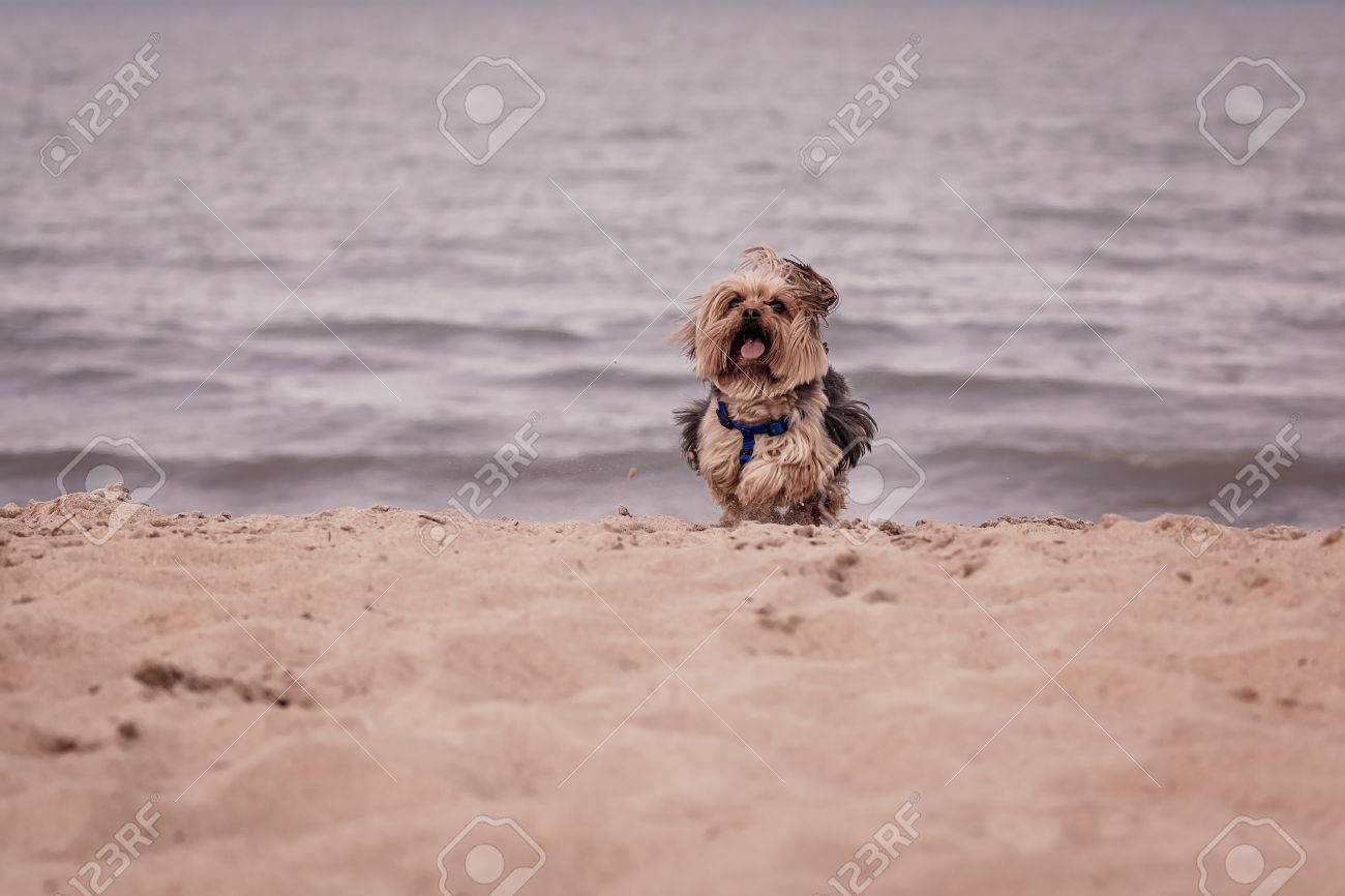 dog beach michigan dog beach michigan
