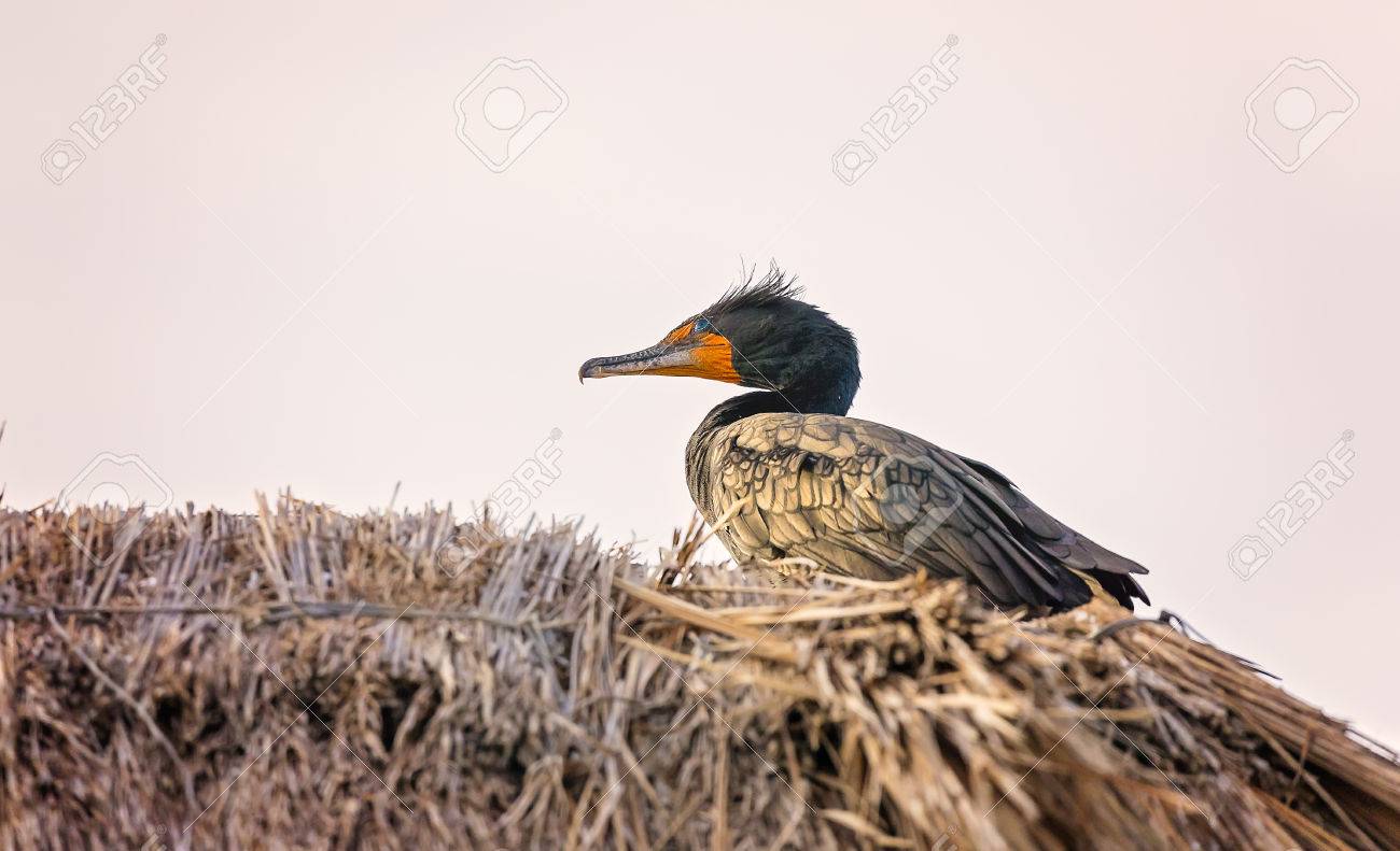 Retrato Del Bebe Pelicano Que Se Sienta En El Nido Fotos Retratos Imagenes Y Fotografia De Archivo Libres De Derecho Image