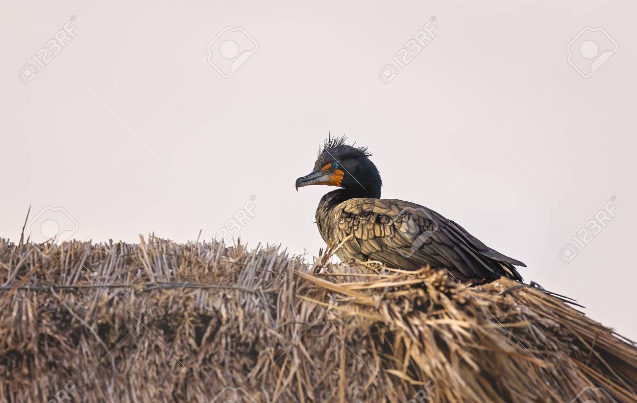 Retrato Del Bebe Pelicano Que Se Sienta En El Nido Fotos Retratos Imagenes Y Fotografia De Archivo Libres De Derecho Image