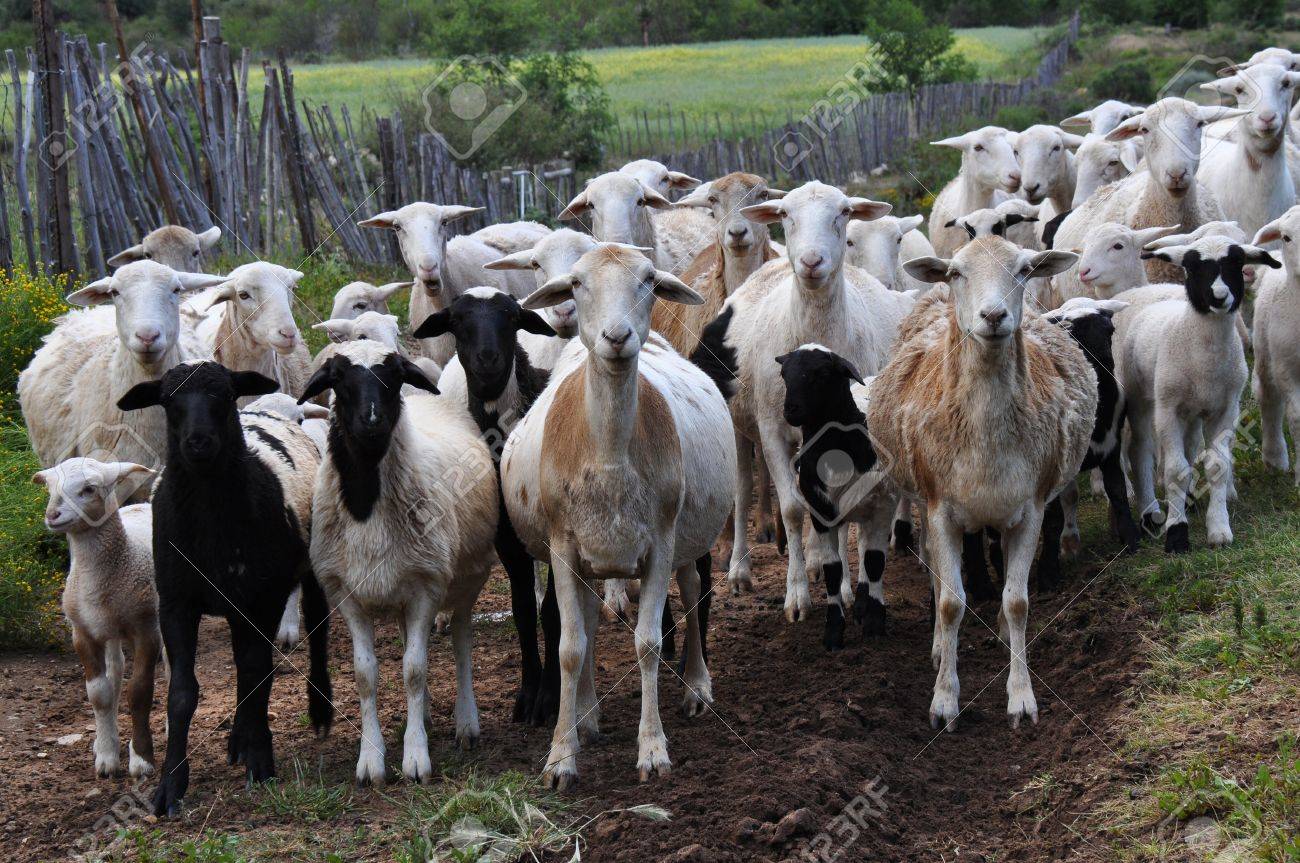 herd of goats in the mountains of swartberg south africa stock photo