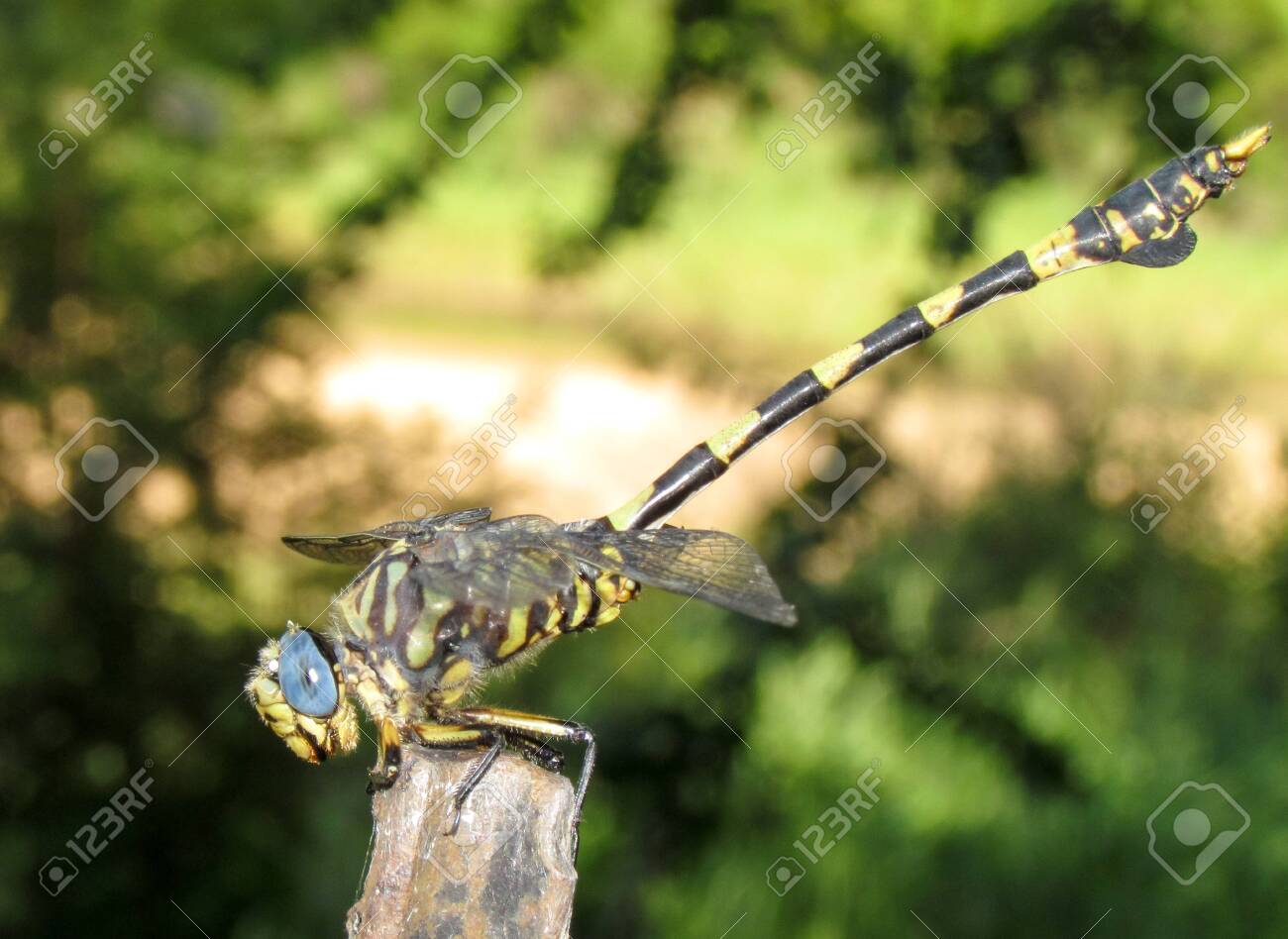 etiam-dictum-ipsum-a-felis